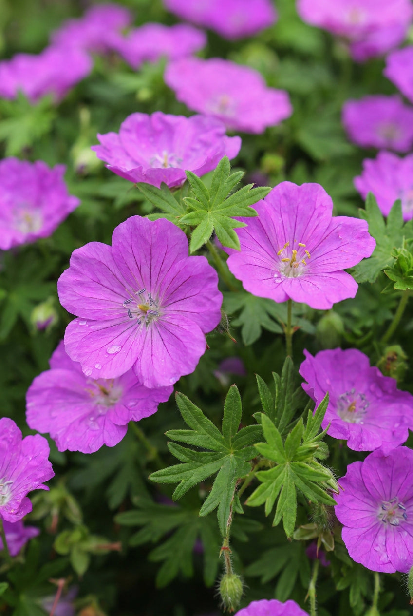 Geranium sanguineum bloem