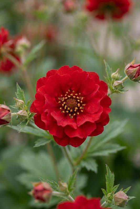 Geum 'Blazing Sunset' bloem