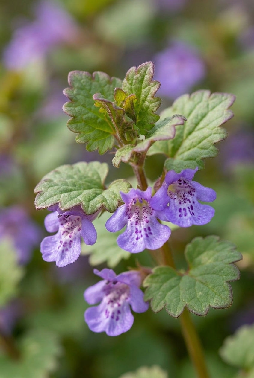 Glechoma hederacea bloem