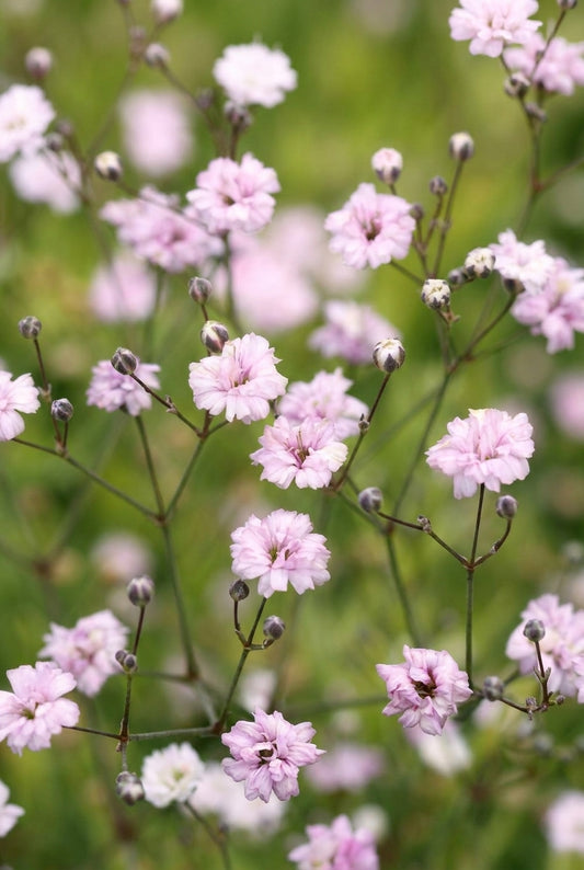 Gypsophila 'Jolien' bloem