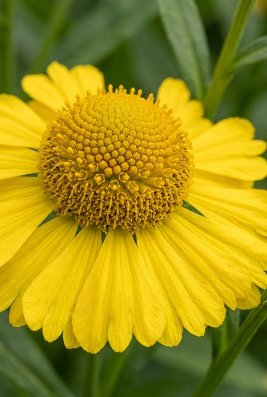 Helenium 'Kugelsonne' bloem