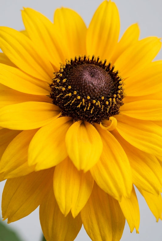 Helianthus atrorubens 'Gullick's Variety' bloem