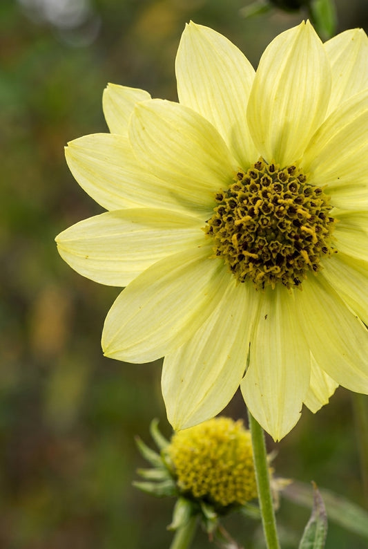 Helianthus giganteus 'Shelia's Sunshine' bloem