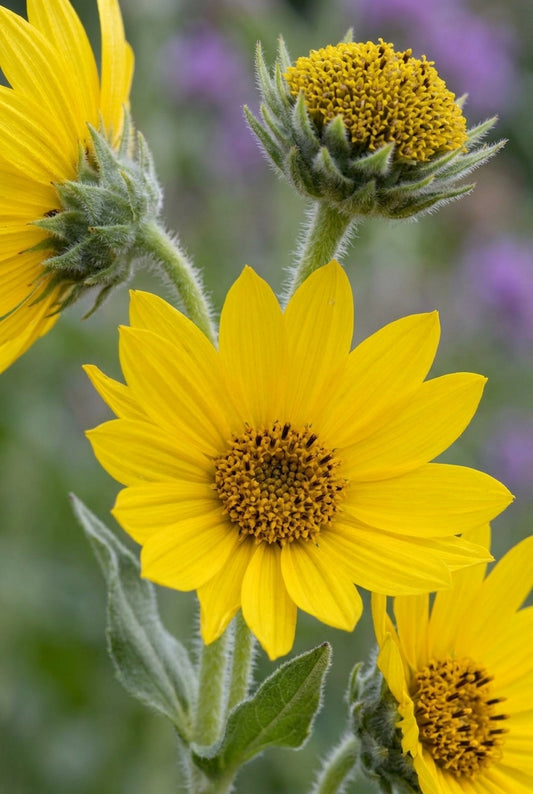 Helianthus mollis bloem