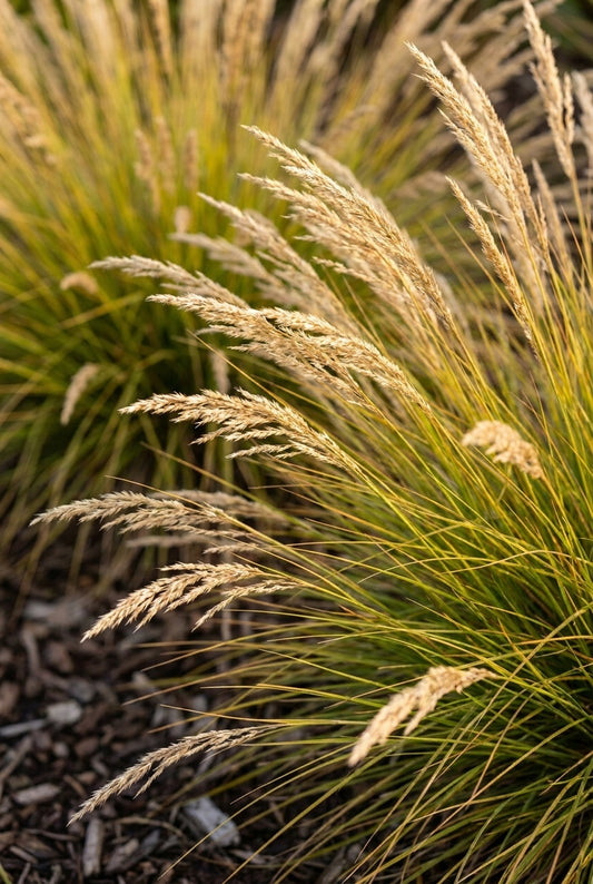 Helictotrichon sempervirens 'Saphirsprudel' bloem