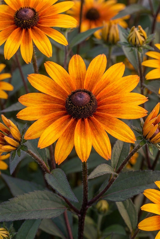 Heliopsis helianthoides 'Burning Hearts' bloem