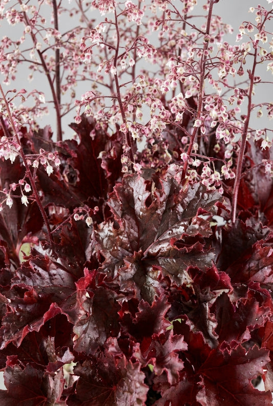Heuchera 'Melting Fire' bloem