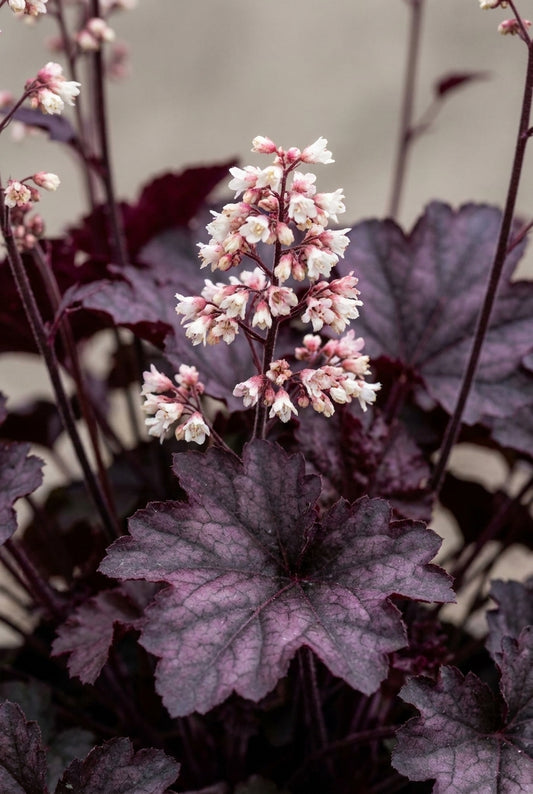 Heuchera micrantha 'Palace Purple' bloem