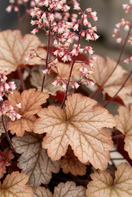 Heuchera 'Pinot Gris' bloem