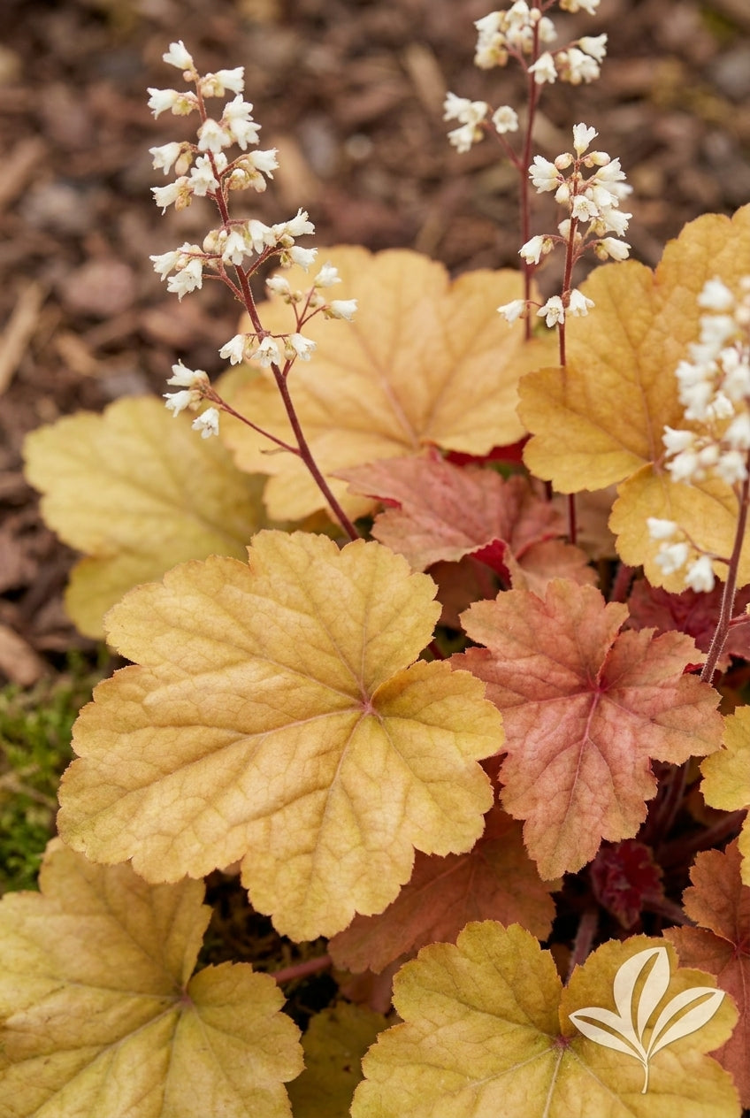 Heuchera 'Southern Comfort' bloem
