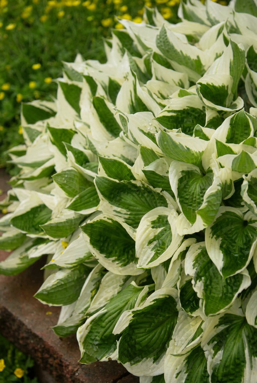 Hosta 'Brim Cup' blad