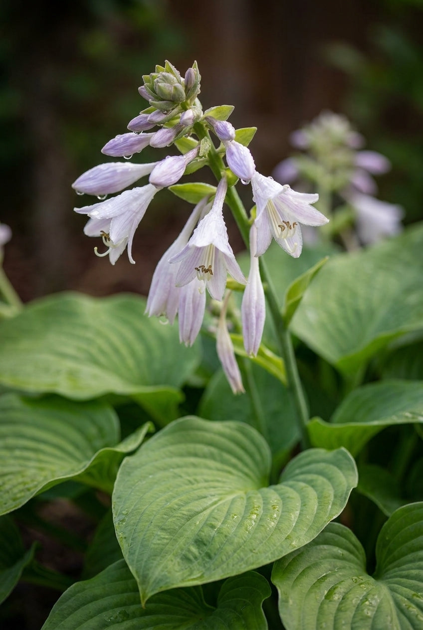 Hosta 'Honeybells' bloem