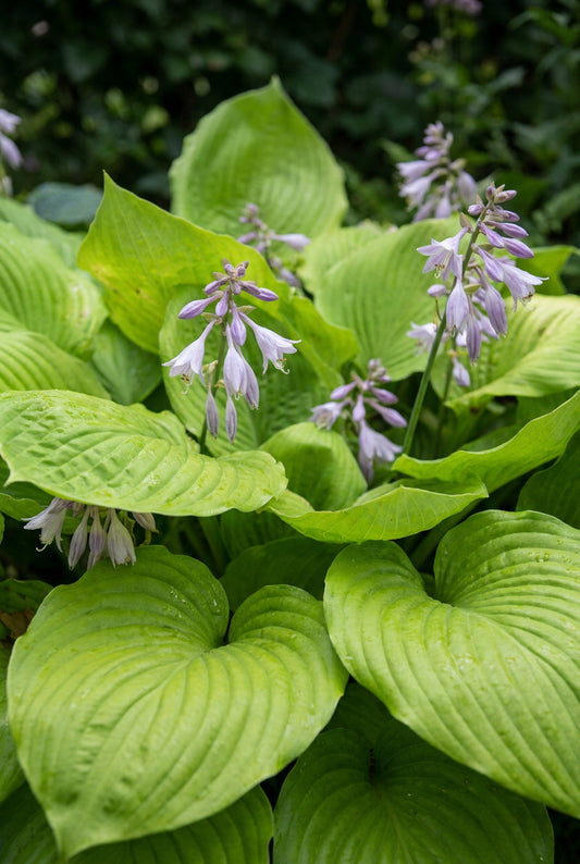 Hosta elata blad