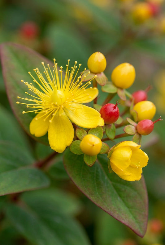 Hypericum inodorum 'Rheingold' bloem