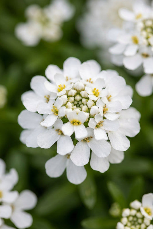 Iberis sempervirens 'Findel' bloem
