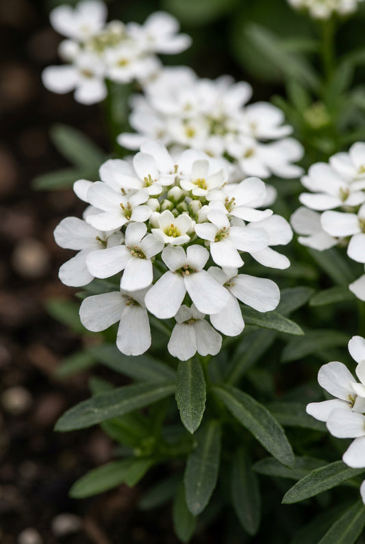 Iberis sempervirens bloem