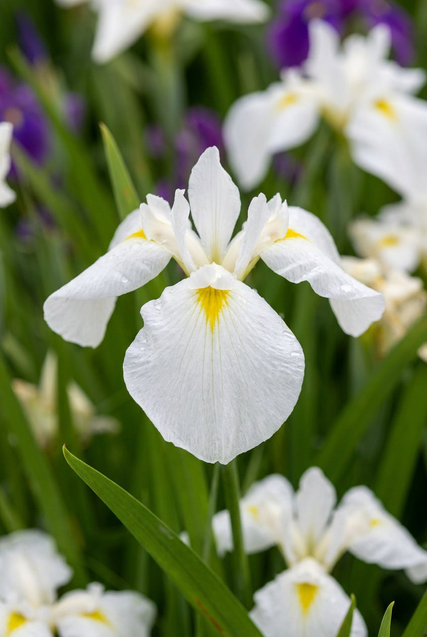 Iris ensata 'Diamant' bloem