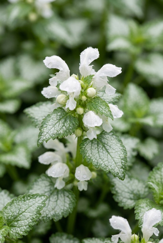 Lamium maculatum 'Album' bloem