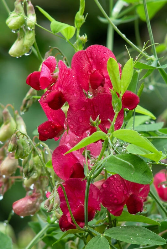 Lathyrus latifolius 'Red Pearl' bloem