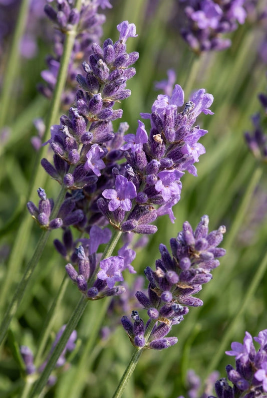 Lavandula intermedia 'Dutch' Tuinplanten bloem