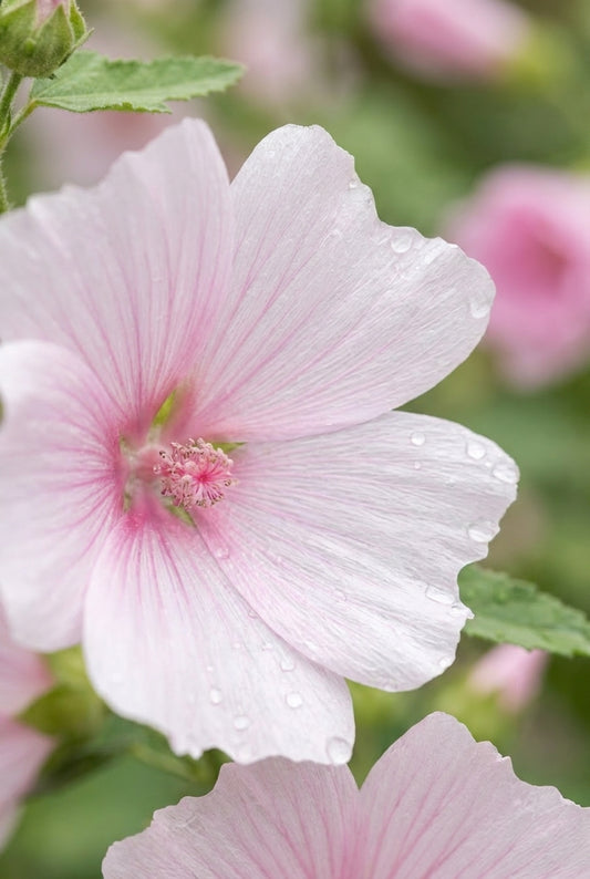 Lavatera 'Barnsley Baby' bloem