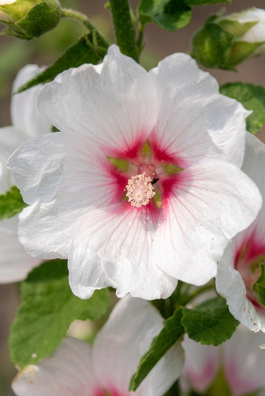 Lavatera 'Blushing Bride' bloem