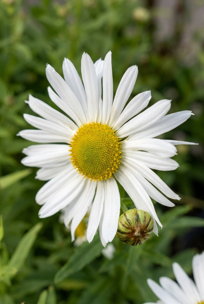 Leucanthemella serotina bloem