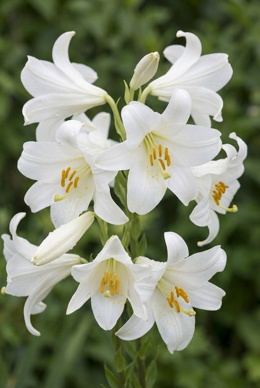 Lilium candidum bloem