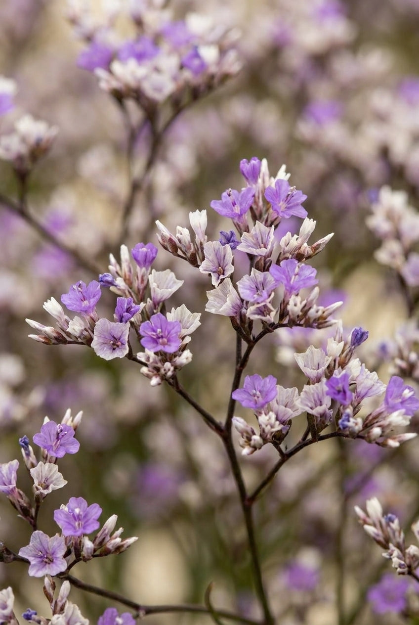 Limonium latifolium 'Blauer Diamant' bloem