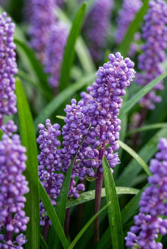 Liriope muscari 'Big Blue' bloem