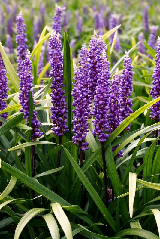 Liriope muscari 'Ingwersen' bloem