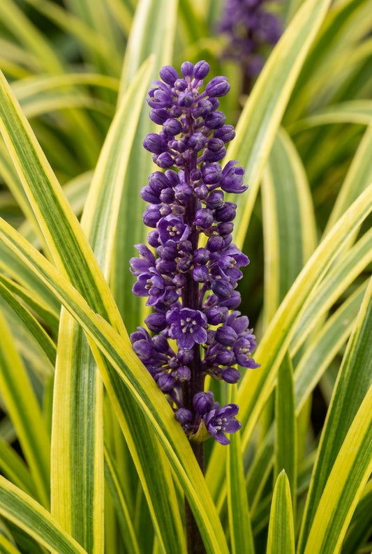 Liriope muscari 'John Burch' bloem