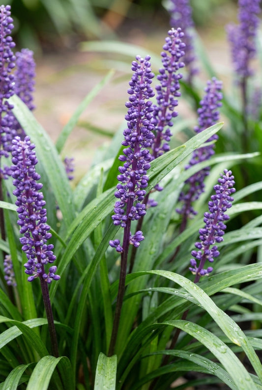 Liriope muscari bloem