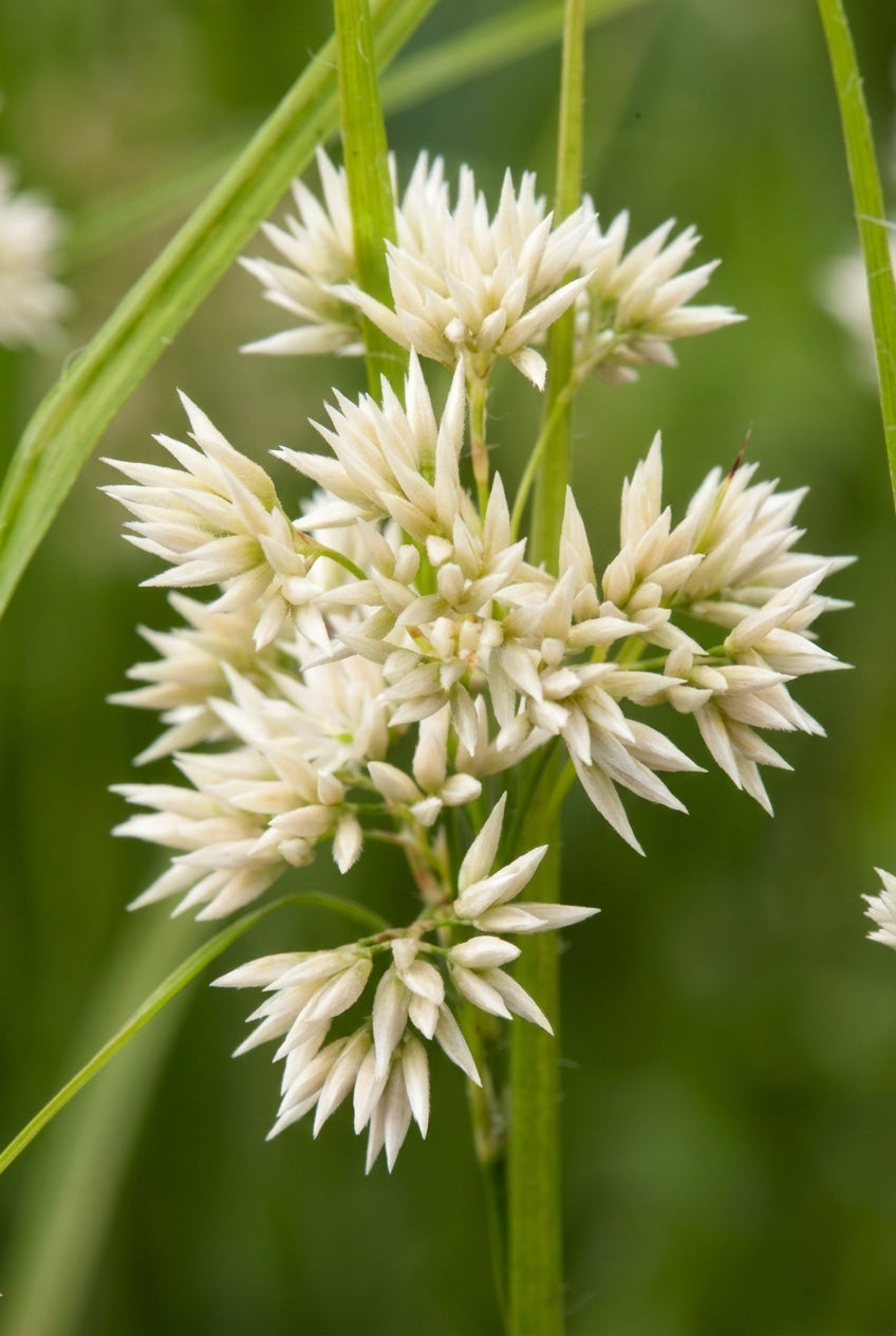 Luzula nivea bloem