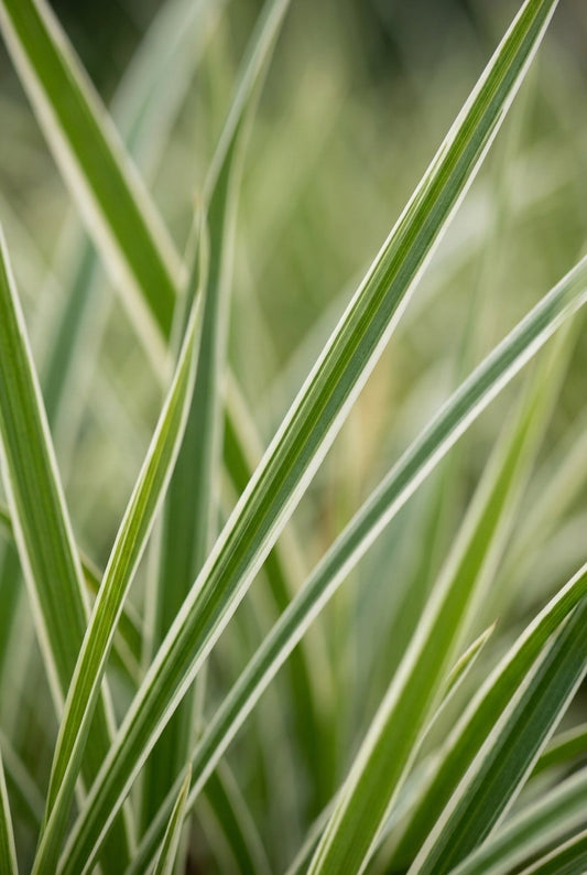 Luzula sylvatica 'Marginata' blad