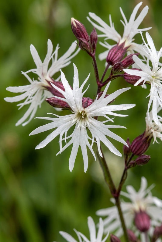 Lychnis flos-cuculi 'White Robin' bloem