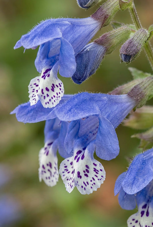 Meehania urticifolia bloem