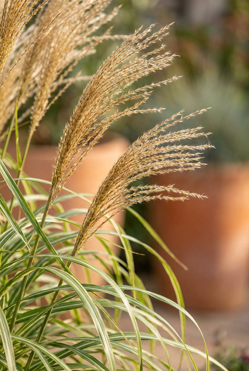 Miscanthus sinensis 'Cosmopolitan' bloem