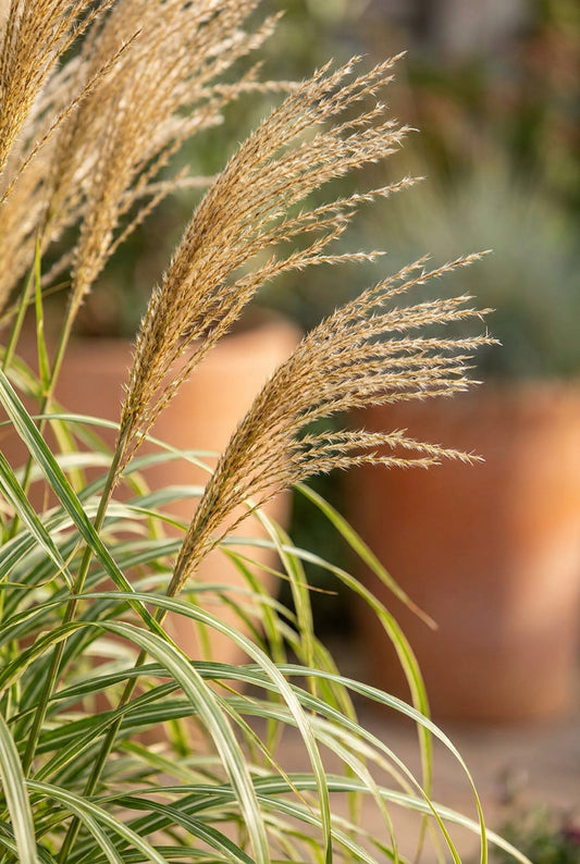 Miscanthus sinensis 'Cosmopolitan' bloem