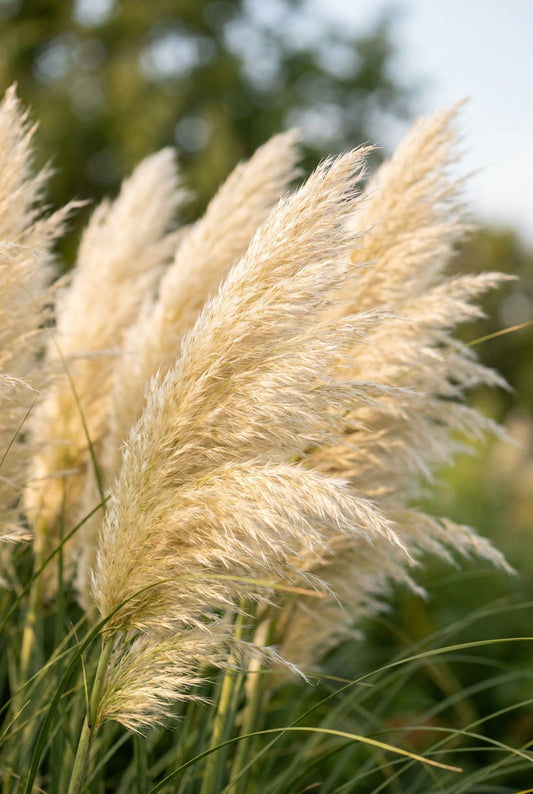 Miscanthus sinensis 'Etincelle' bloem