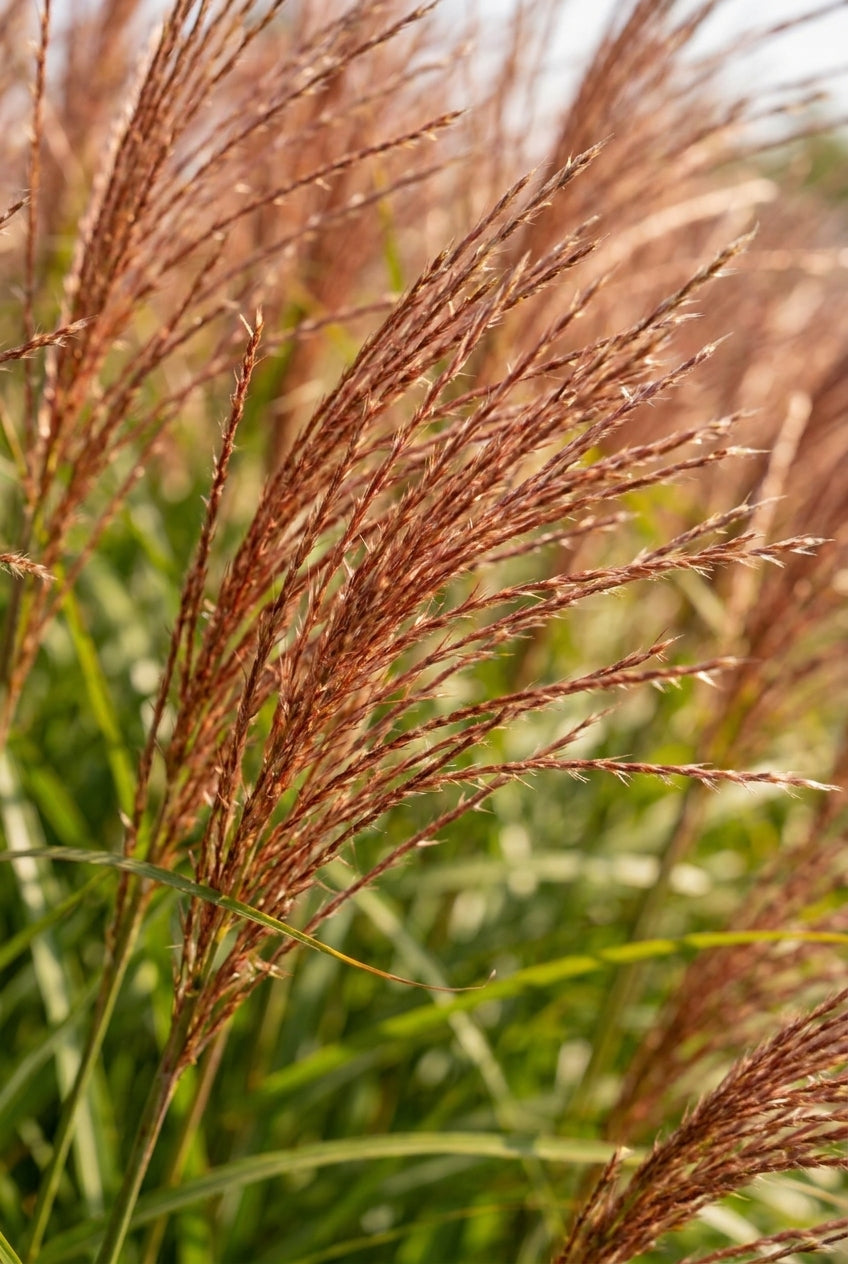 Miscanthus sinensis 'Ferner Osten' bloem