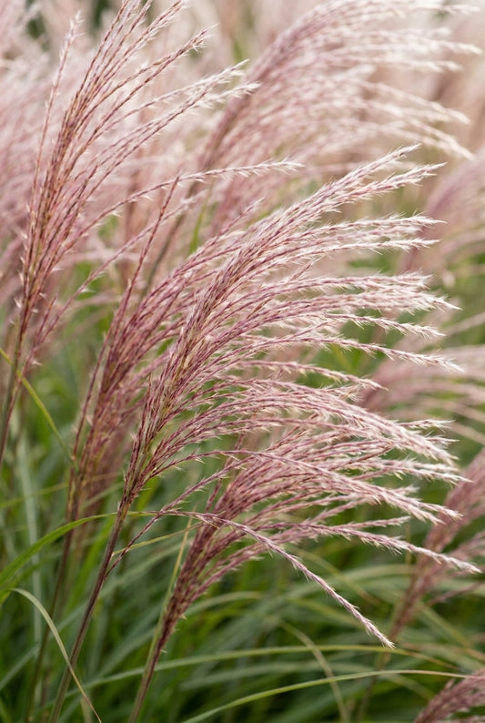 Miscanthus sinensis 'Goliath' bloem