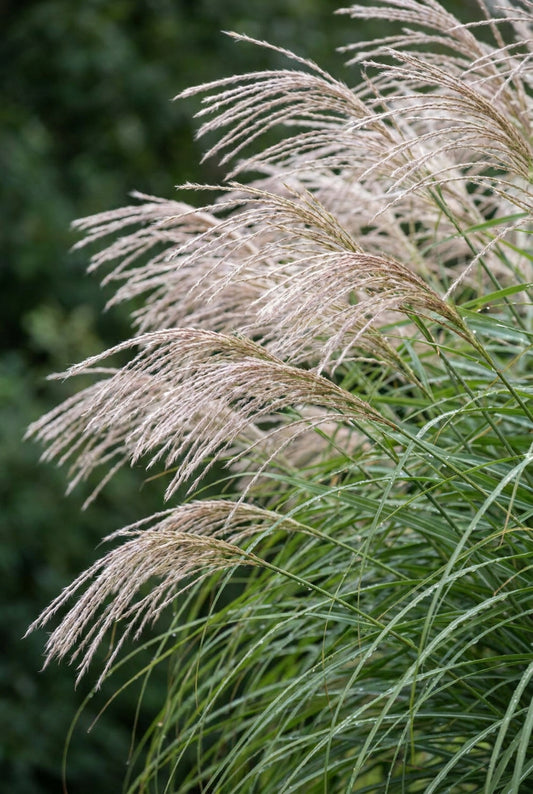Miscanthus sinensis 'Herman Mussel' bloem