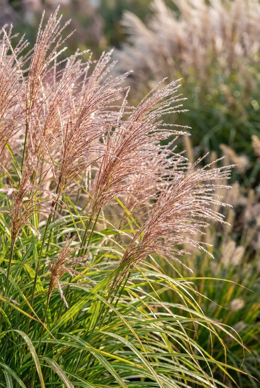 Miscanthus sinensis 'Malepartus' bloem
