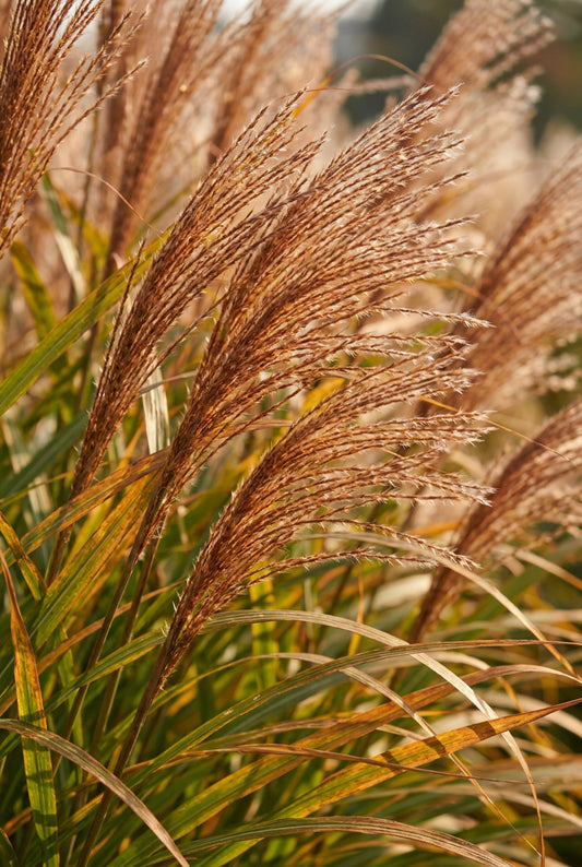 Miscanthus sinensis 'Rotsilber' bloem