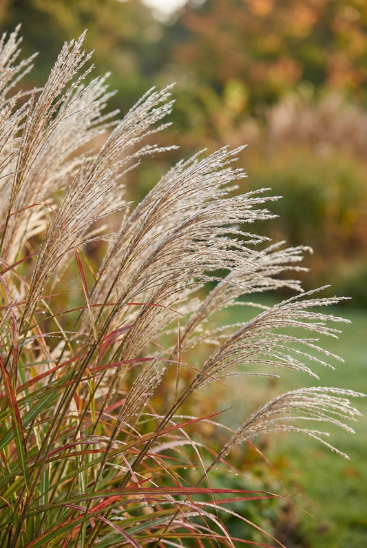 Miscanthus sinensis 'Samurai' bloem