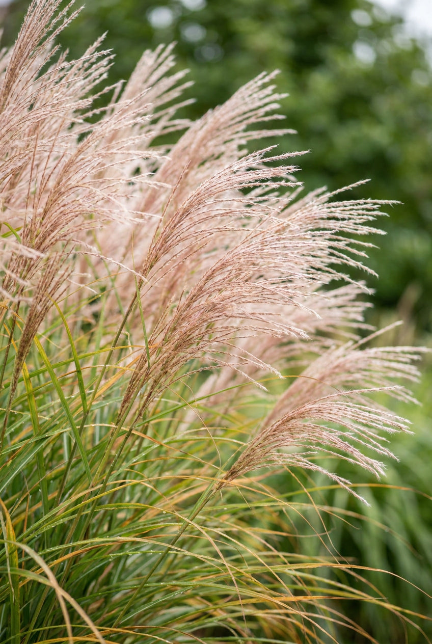 Miscanthus sinensis 'Sarabande' bloem