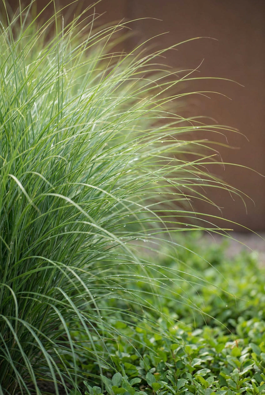 Miscanthus sinensis 'Strictus Dwarf' blad