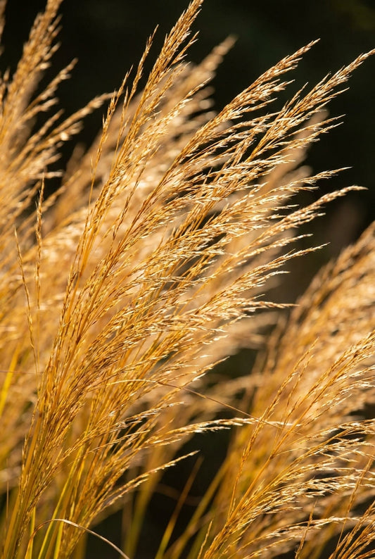 Molinia caerulea 'Torch' bloem