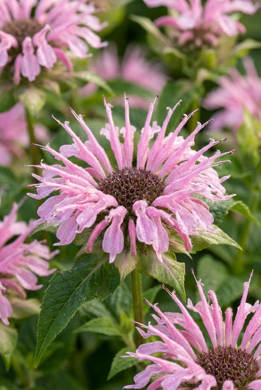 Monarda 'Comanche' bloem